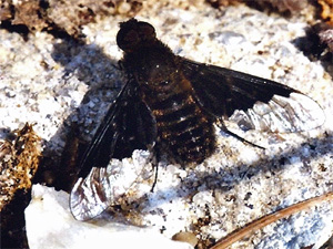Bild Nr.04750 zum Vergrößern klicken Bild Nr.04750