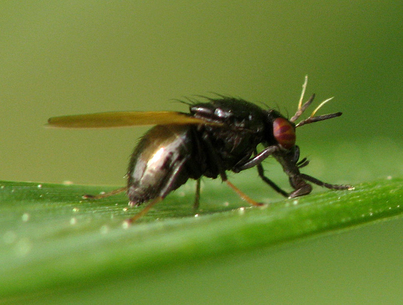 Bild Nr.12640 zum Vergrößern klicken Bild Nr.12640