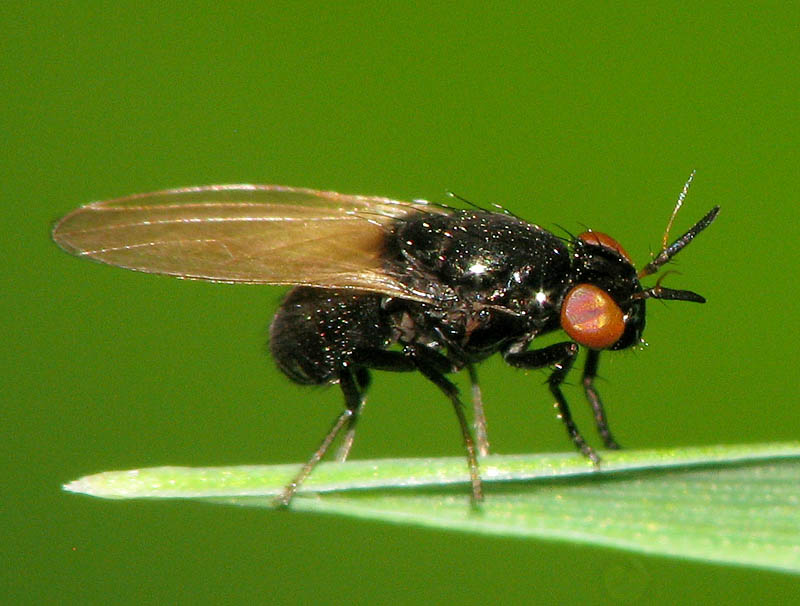 Bild Nr.12640 zum Vergrößern klicken Bild Nr.12640