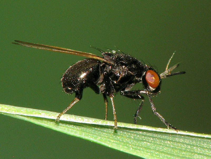 Bild Nr.12640 zum Vergrößern klicken Bild Nr.12640