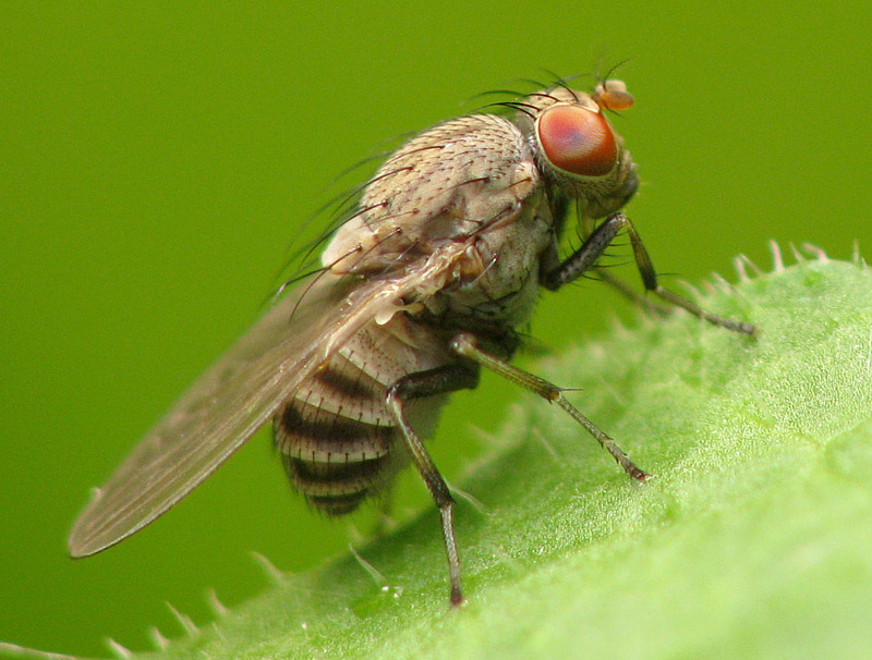 Bild Nr.12720 zum Vergrößern klicken Bild Nr.12720
