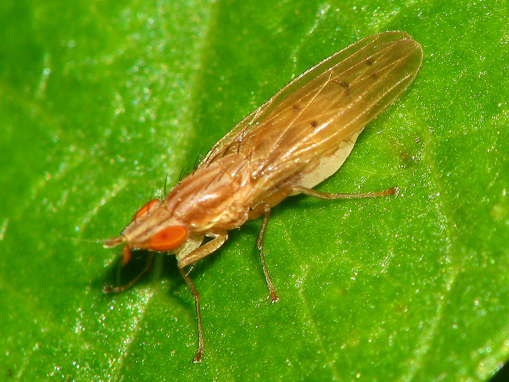 Bild Nr.12950 zum Vergrößern klicken Bild Nr.12950