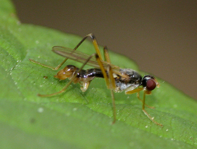 Bild Nr.13250 zum Vergrößern klicken Bild Nr.13250
