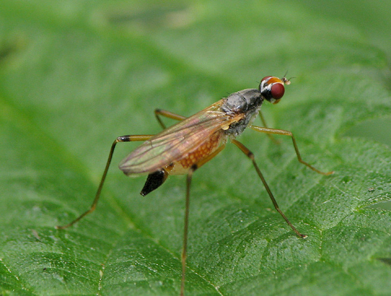 Bild Nr.13250 zum Vergrößern klicken Bild Nr.13250