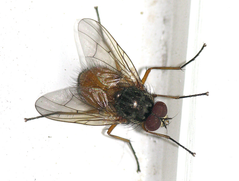 Bild Nr.15170 zum Vergrößern klicken Bild Nr.15170