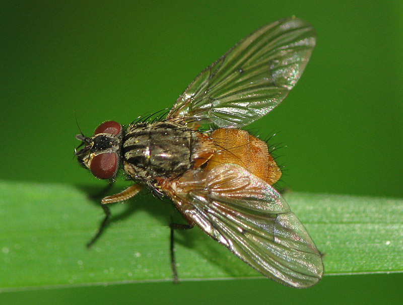 Bild Nr.15170 zum Vergrößern klicken Bild Nr.15170
