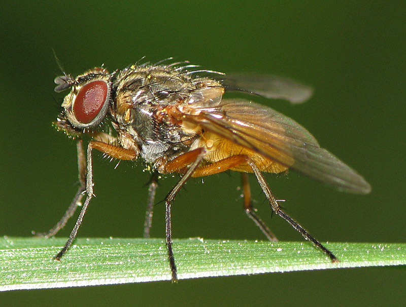 Bild Nr.15170 zum Vergrößern klicken Bild Nr.15170