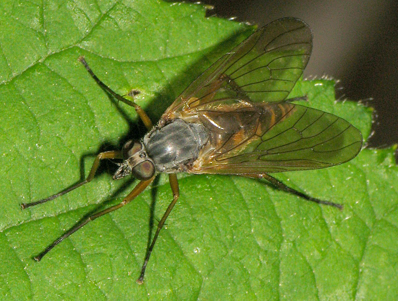 Bild Nr.17800 zum Vergrößern klicken Bild Nr.17800