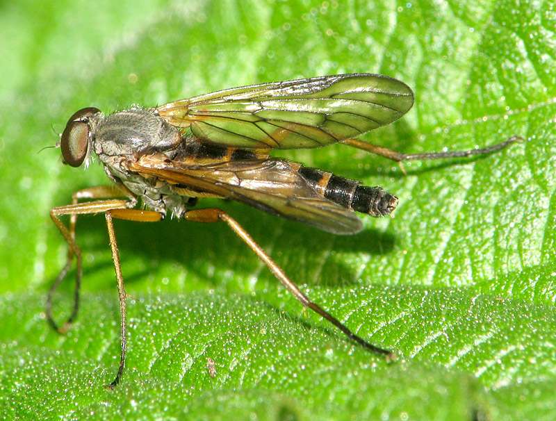 Bild Nr.17890 zum Vergrößern klicken Bild Nr.17890