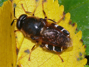 Bild Nr.21230 zum Vergrößern klicken Bild Nr.21230