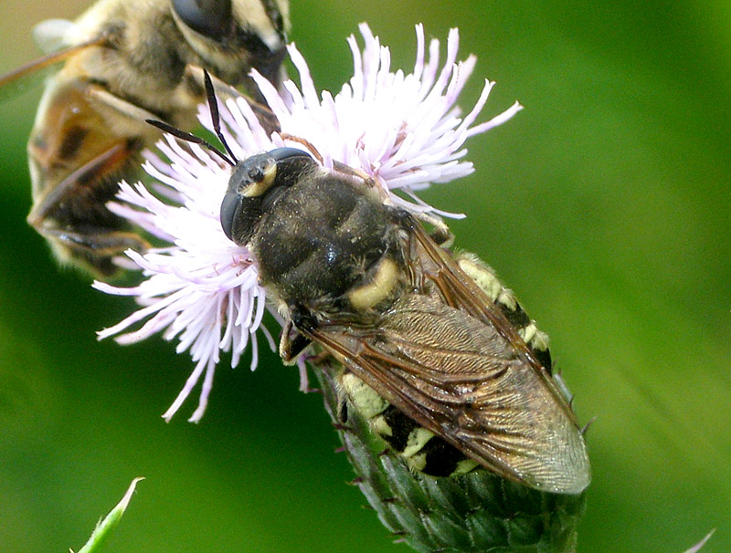 Bild Nr.21230 zum Vergrößern klicken Bild Nr.21230