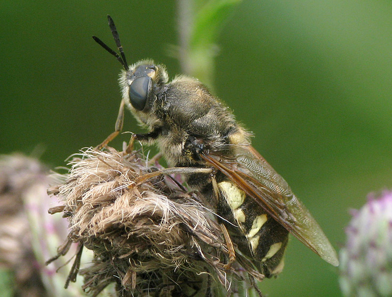 Bild Nr.21230 zum Vergrößern klicken Bild Nr.21230