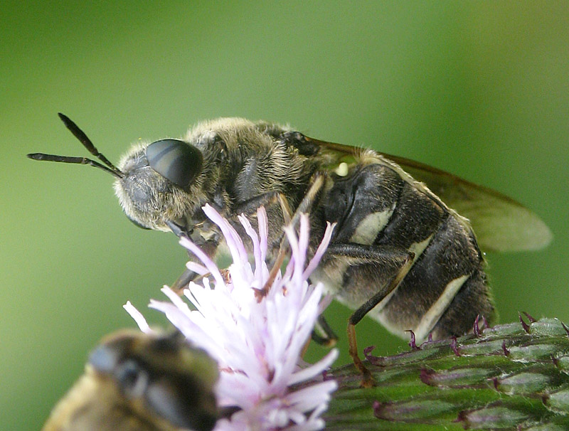 Bild Nr.21230 zum Vergrößern klicken Bild Nr.21230