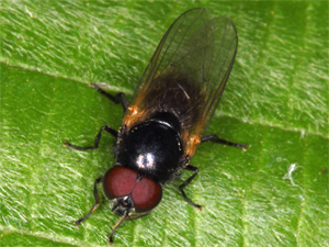 Bild Nr.21710 zum Vergrößern klicken Bild Nr.21710