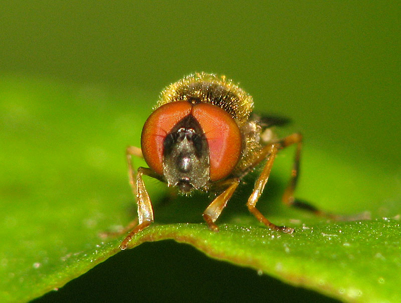 Bild Nr.23630 zum Vergrößern klicken Bild Nr.23630