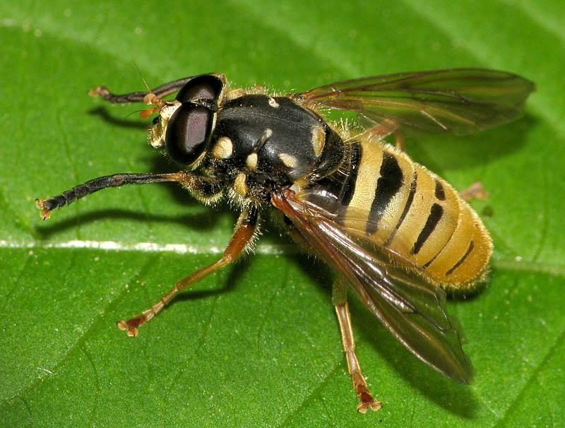 Bild Nr.24090 zum Vergrößern klicken Bild Nr.24090