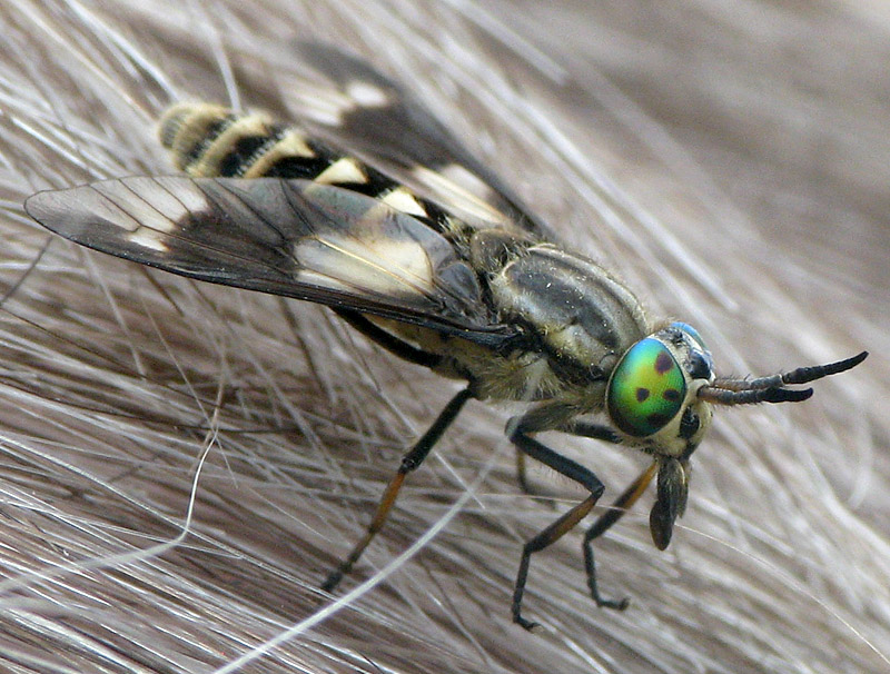 Bild Nr.24380 zum Vergrößern klicken Bild Nr.24380
