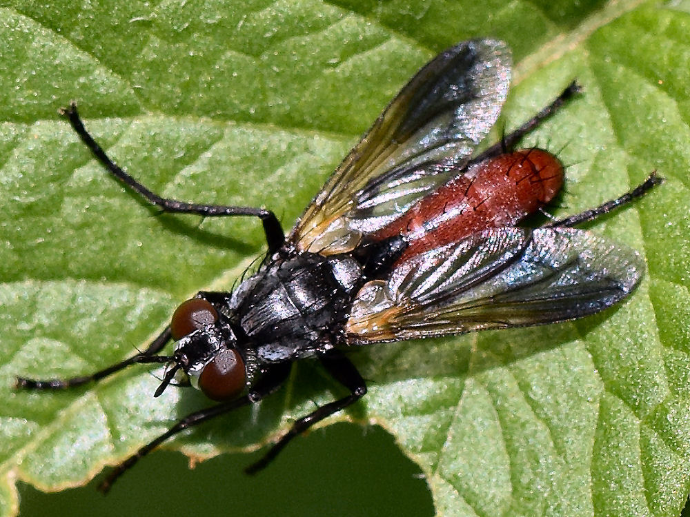 Bild Nr.25330 zum Vergrößern klicken Bild Nr.25330
