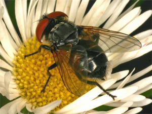 Bild Nr.26900 zum Vergrößern klicken Bild Nr.26900