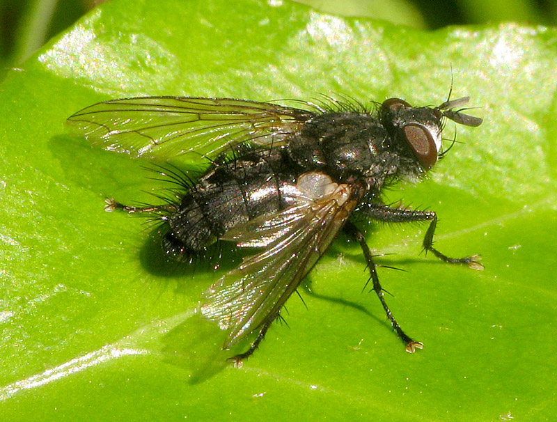 Bild Nr.27020 zum Vergrößern klicken Bild Nr.27020