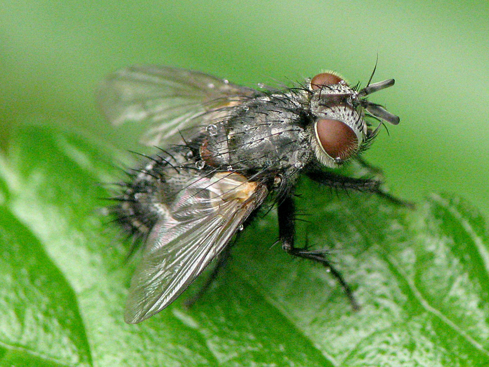 Bild Nr.27050 zum Vergrößern klicken Bild Nr.27050