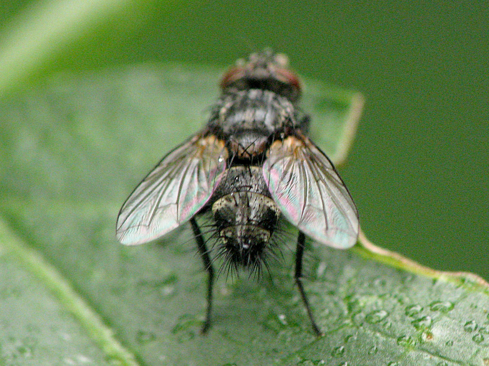 Bild Nr.27050 zum Vergrößern klicken Bild Nr.27050