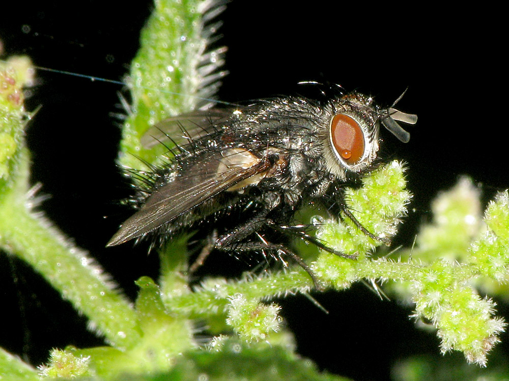 Bild Nr.27050 zum Vergrößern klicken Bild Nr.27050