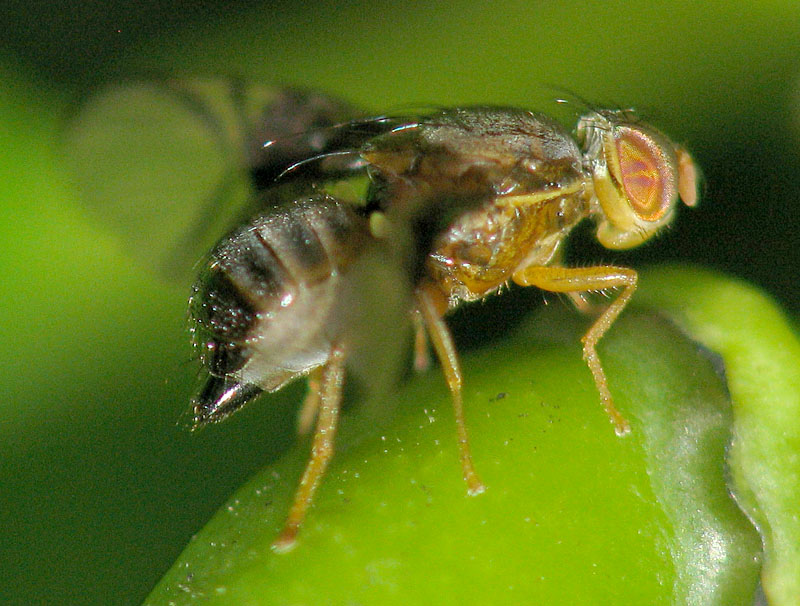 Bild Nr.27790 zum Vergrößern klicken Bild Nr.27790