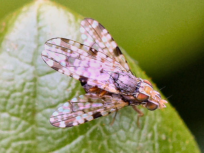 Bild Nr.27805 zum Vergrößern klicken Bild Nr.27805