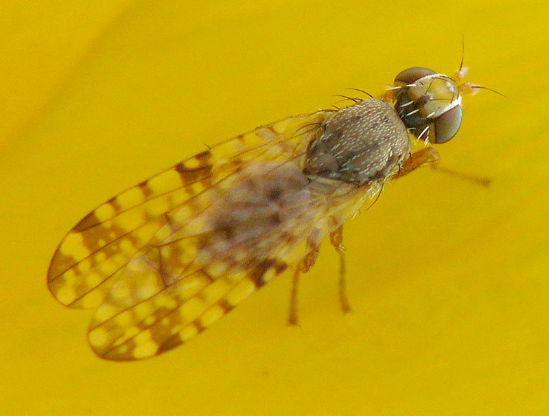 Bild Nr.27805 zum Vergrößern klicken Bild Nr.27805