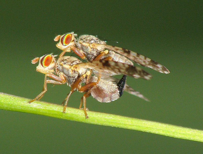 Bild Nr.27805 zum Vergrößern klicken Bild Nr.27805