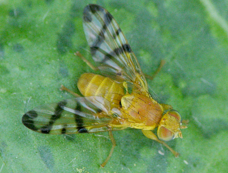 Bild Nr.28080 zum Vergrößern klicken Bild Nr.28080