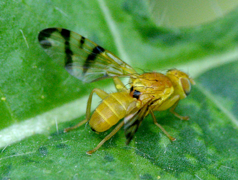 Bild Nr.28080 zum Vergrößern klicken Bild Nr.28080