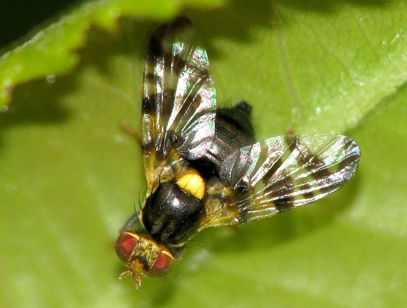 Bild Nr.28090 zum Vergrößern klicken Bild Nr.28090