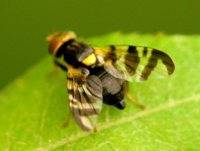 Bild Nr.28090 zum Vergrößern klicken Bild Nr.28090
