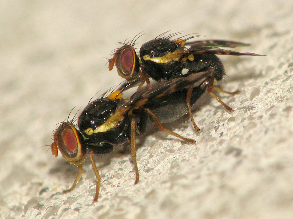 Bild Nr.28090 zum Vergrößern klicken Bild Nr.28090