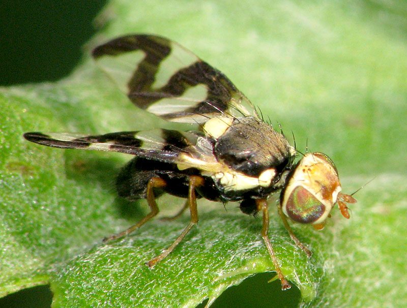 Bild Nr.28390 zum Vergrößern klicken Bild Nr.28390
