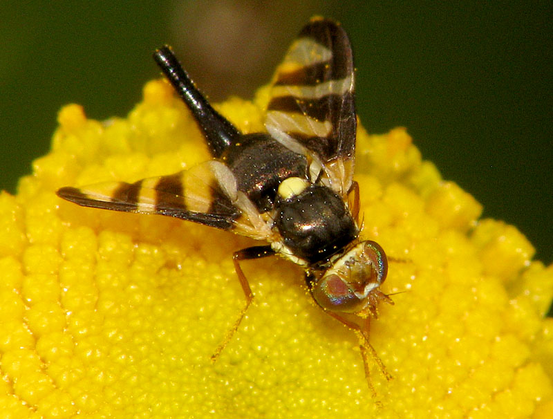Bild Nr.28410 zum Vergrößern klicken Bild Nr.28410