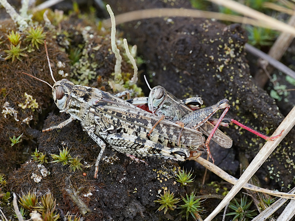 Bild Nr.0020 zum Vergrößern klicken Bild Nr.0020