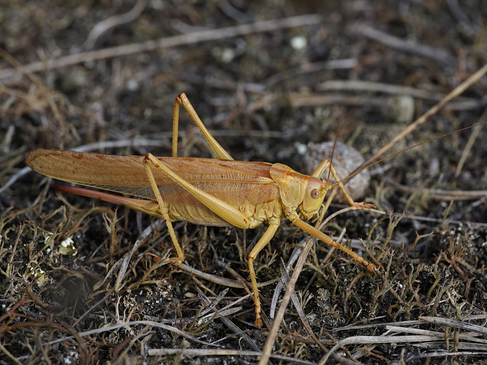Bild Nr.0610 zum Vergrößern klicken Bild Nr.0610