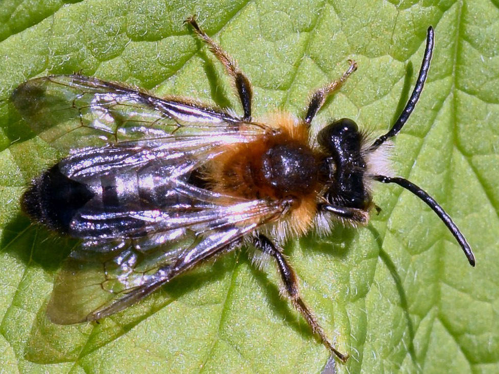 Bild Nr.00860 zum Vergrößern klicken Bild Nr.00860