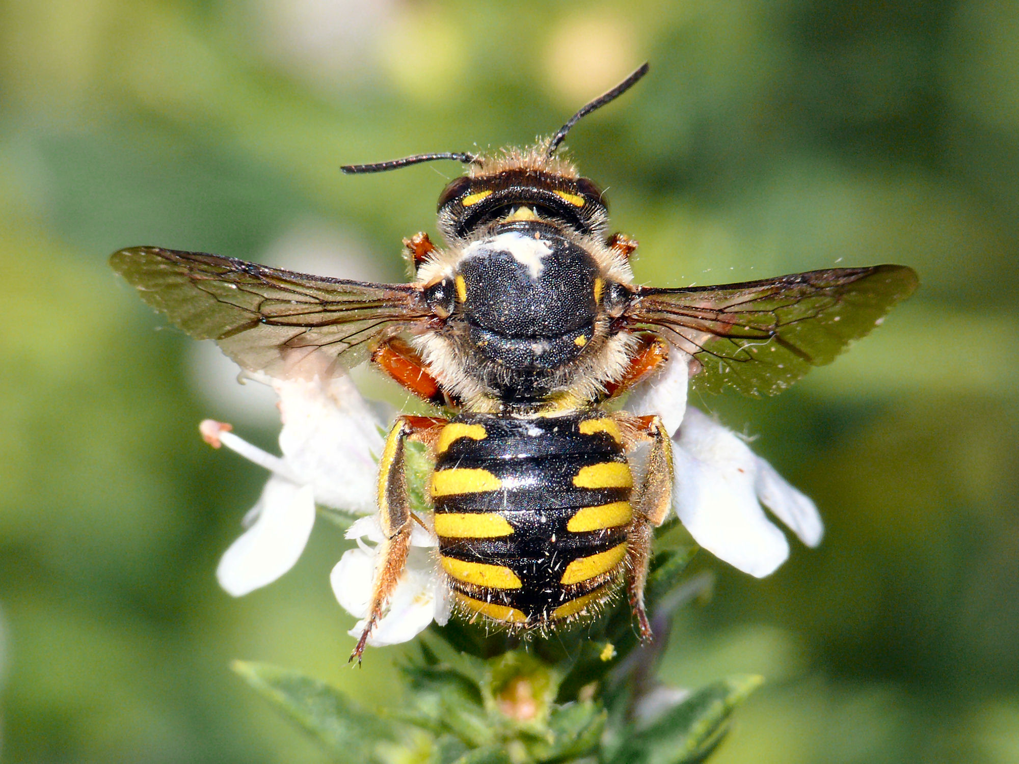 Bild Nr.01390 zum Vergrößern klicken Bild Nr.01390