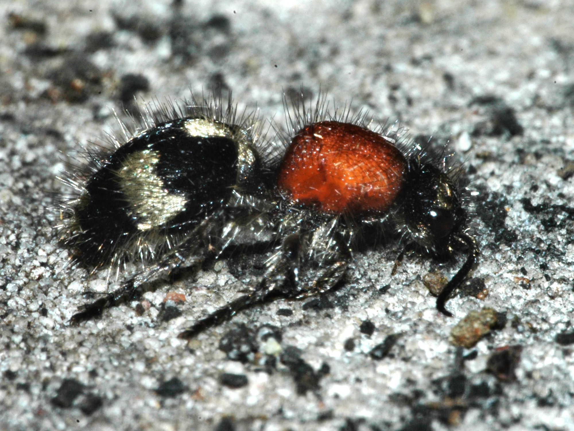 Bild Nr.07170 zum Vergrößern klicken Bild Nr.07170