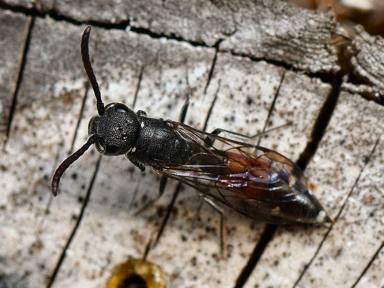 Bild Nr.08290 zum Vergrößern klicken Bild Nr.08290