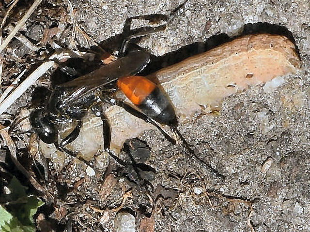 Bild Nr.08400 zum Vergrößern klicken Bild Nr.08400