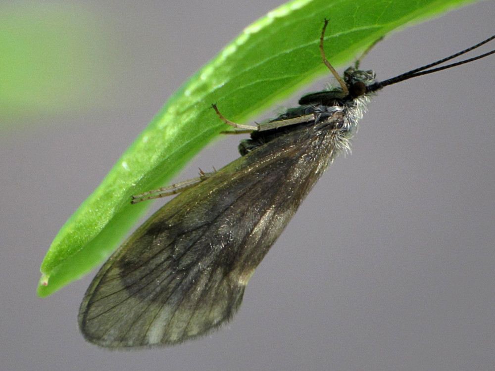 Bild Nr.0060 zum Vergrößern klicken Bild Nr.0060