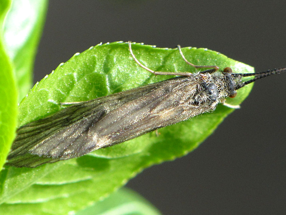 Bild Nr.0060 zum Vergrößern klicken Bild Nr.0060