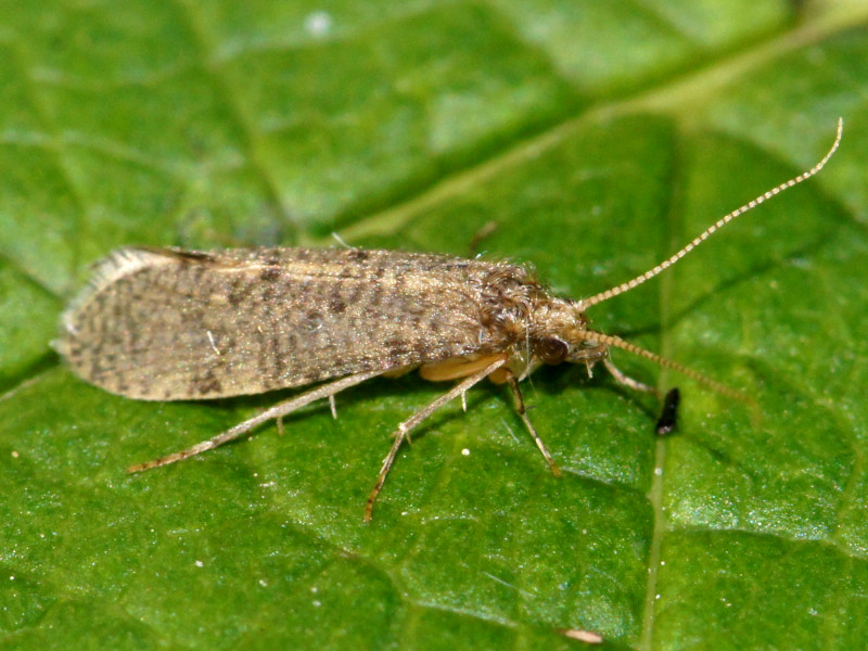 Bild Nr.0070 zum Vergrößern klicken Bild Nr.0070