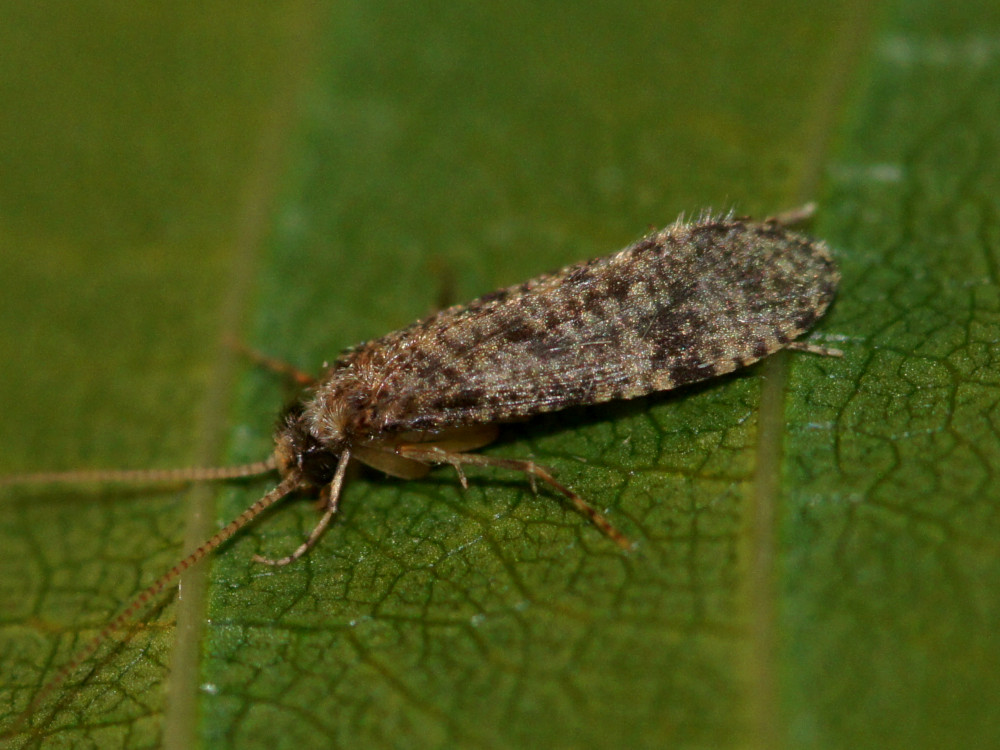 Bild Nr.0070 zum Vergrößern klicken Bild Nr.0070