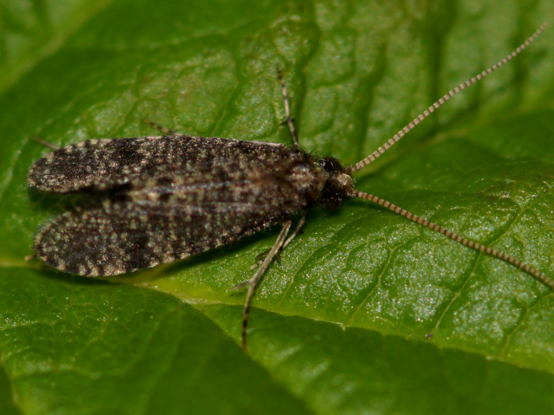 Bild Nr.0070 zum Vergrößern klicken Bild Nr.0070